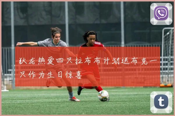 狄龙热爱四只拉布布计划送布克一只作为生日惊喜